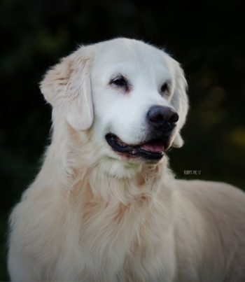 BISS GCH CH Cross Creek’s Timberbash Hot Shot BVISS “Tanner”