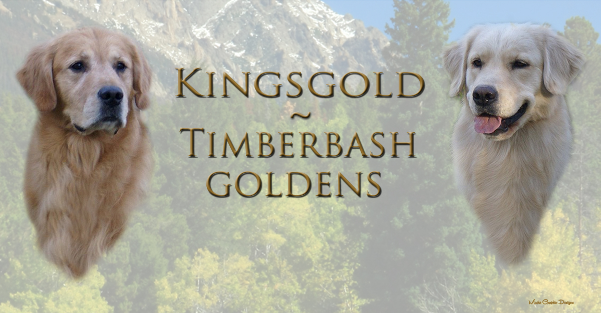 Timberbash/Kingsgold – Golden Retrievers