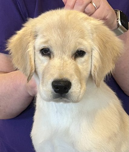 Timberbash’s Champagne Supernova “Stella”