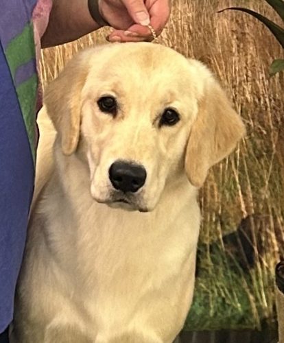 Timberbash’s Champagne Supernova “Stella”